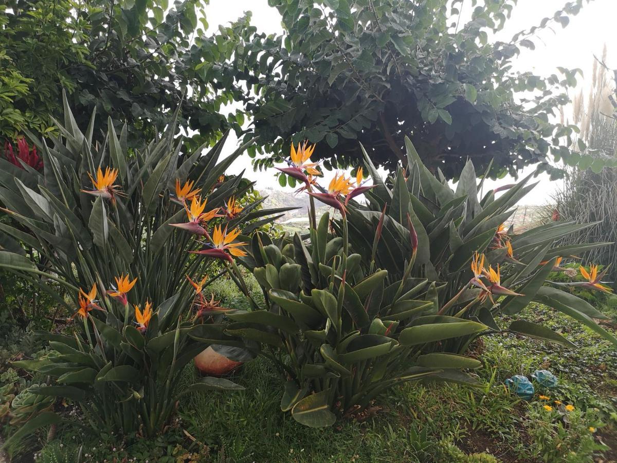 Casa-Albatros Villa Ponta do Sol  Ngoại thất bức ảnh