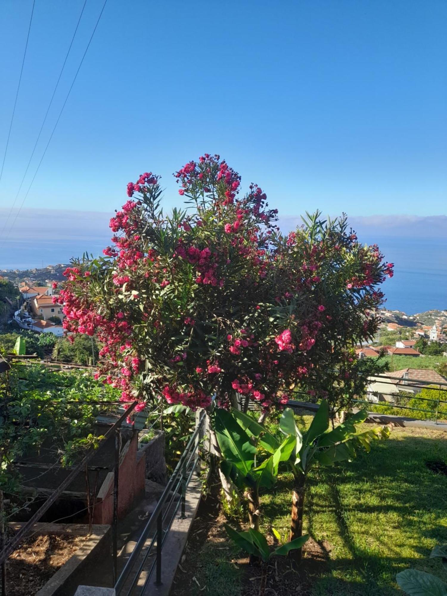 Casa-Albatros Villa Ponta do Sol  Ngoại thất bức ảnh